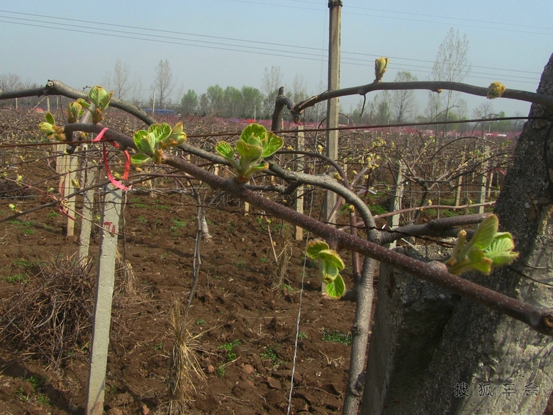 【春天】猕猴桃发芽了