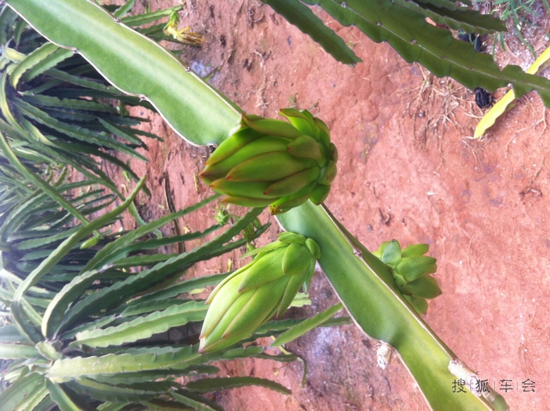 【知识青年到农村去,接受贫下中农再教育】