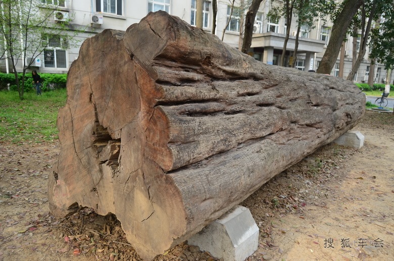 [春天]春游南林大