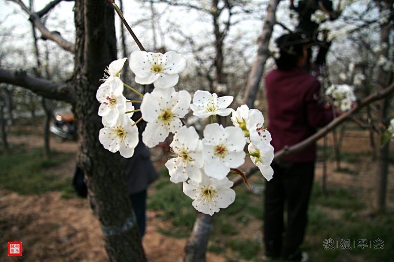-金鼎酥梨-人工授粉