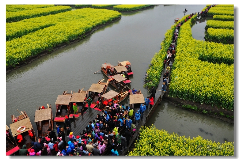车友自驾游-兴化千垛油菜花景区_北斗星-星华