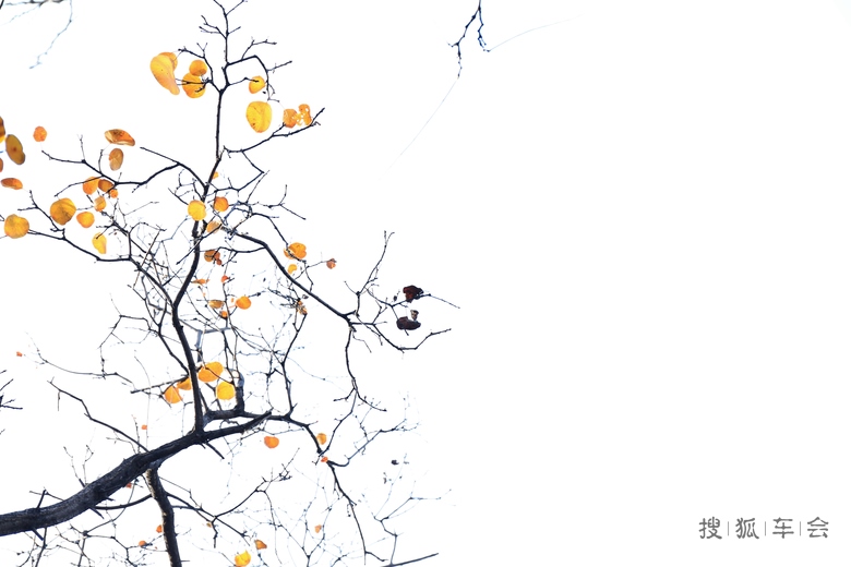 【原创】删繁就简三秋树