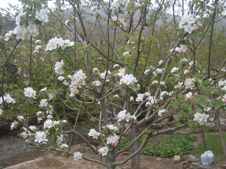 【天行小札】苹果树也开花了