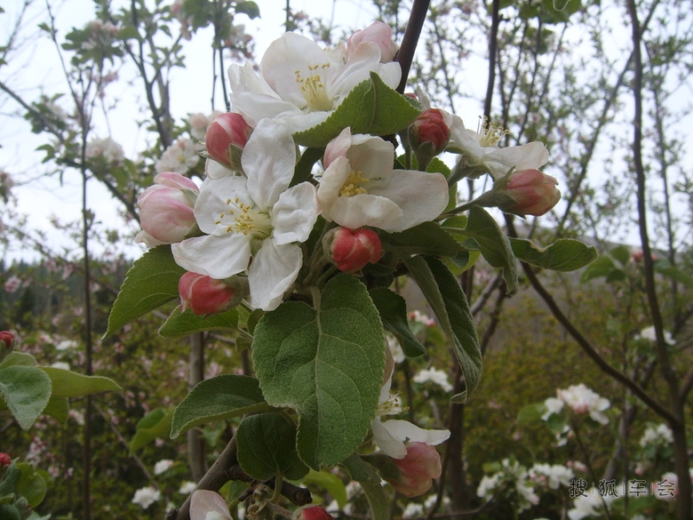【天行小札】苹果树也开花了