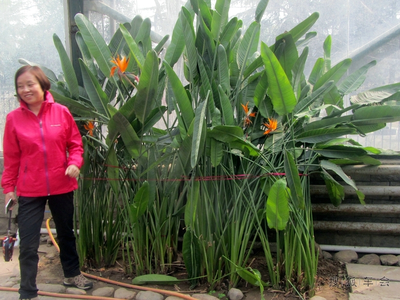 【汽语喧昂0417】望鹤兰_汽车与武器装备_搜狐车友会