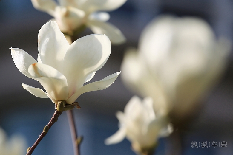 我爱白玉兰花:冰清玉洁,蕙心纨质_北京蓝天摄