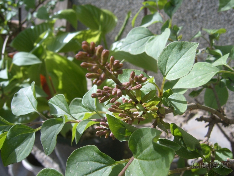 [苏车杂谈0421]偶种的丁香