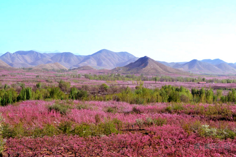 带着老妈舍近求远顺平去看桃花节_乐风-乐友队
