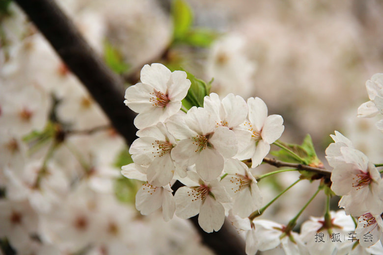 鹤壁樱花节_哈弗H6车友会