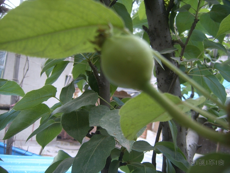 偶的梨树结果子了