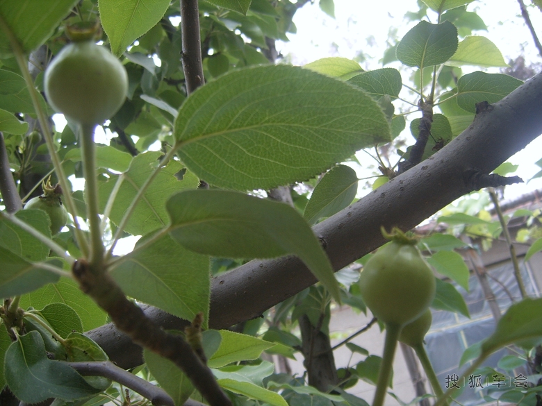 偶的梨树结果子了