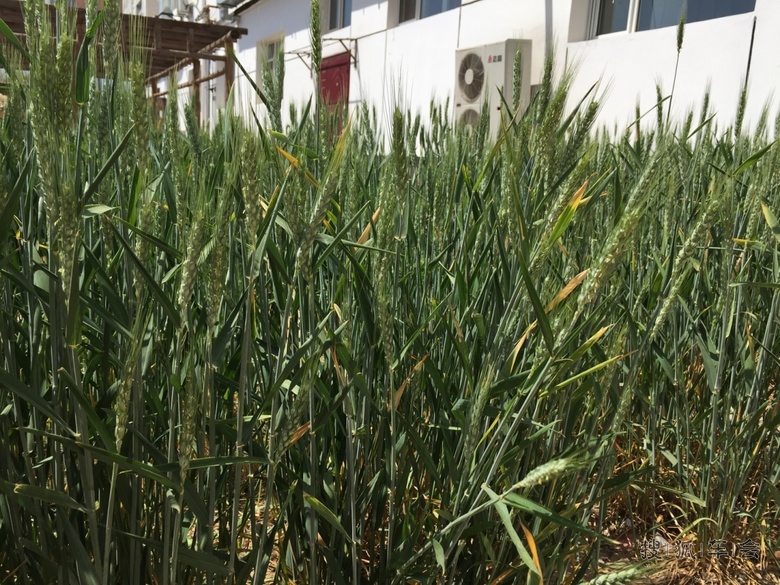 八仔的生态之旅-附赠嫩模一枚_奔腾X80车友会