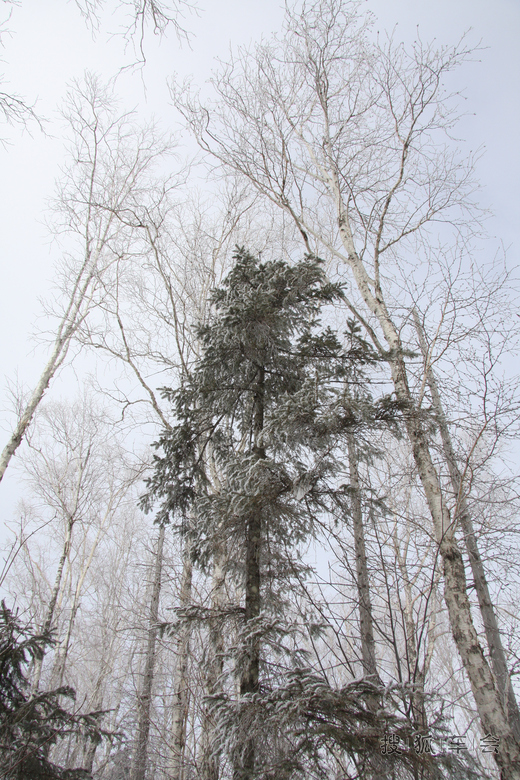 大秃子山雪地摩托穿越