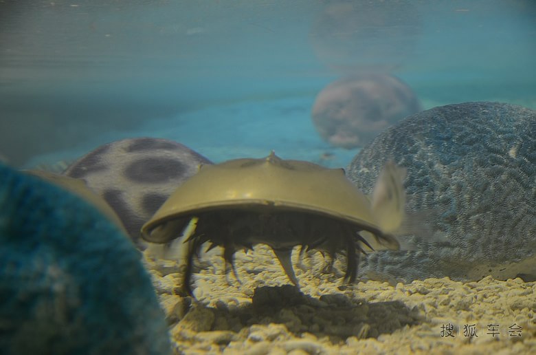 五一北戴河自驾游(圣蓝海洋公园)