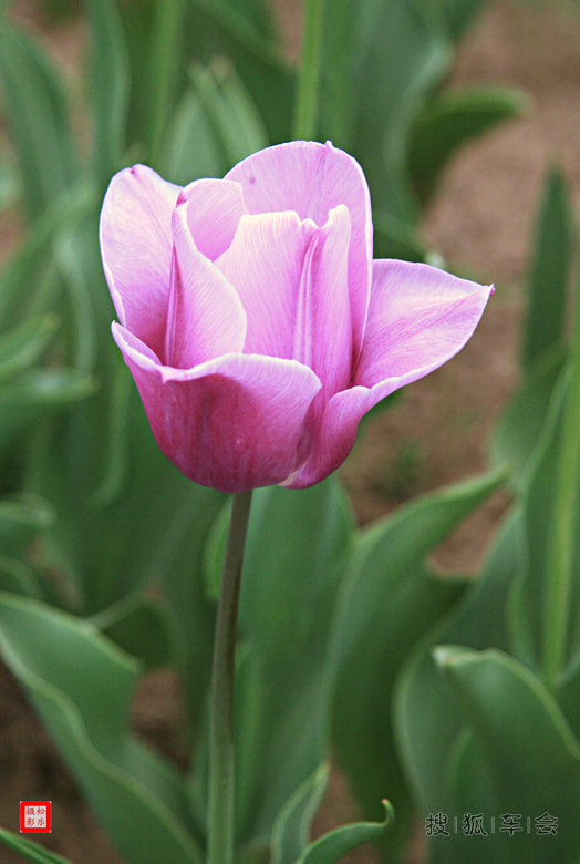 比亚迪2015年打卡