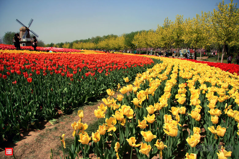 比亚迪2015年打卡