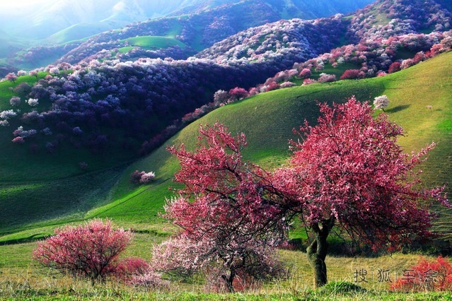 这才是中国最美花海,美到爆!