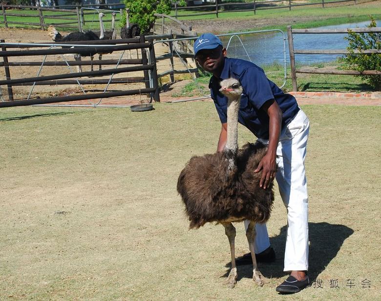 南非游 (十)鸵鸟园_京A军团摩旅