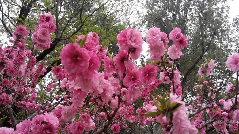 北京植物园桃花盛开