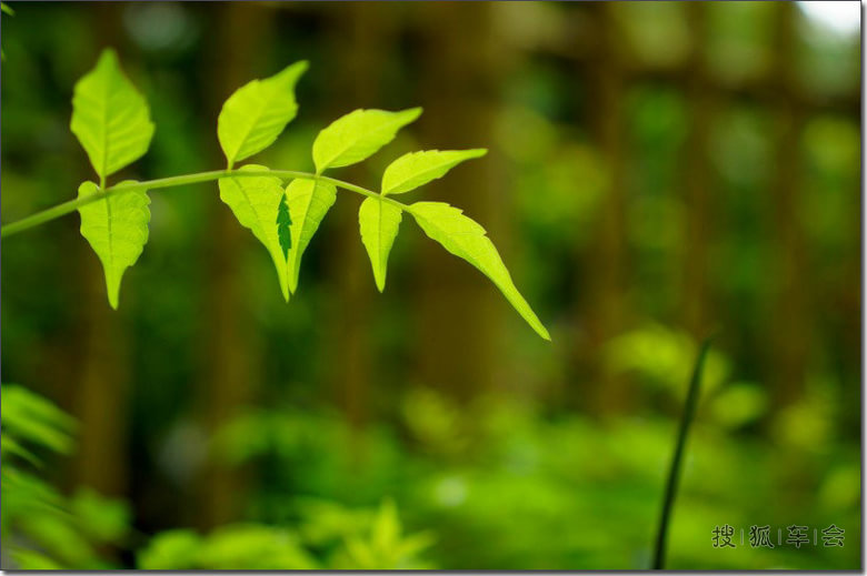 嫩嫩的叶子