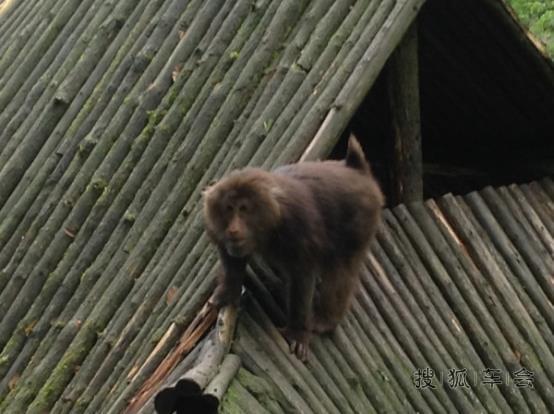 翼虎峨眉山潇洒归来