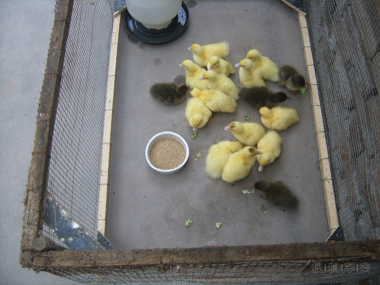 【安车百川】买了几只小鸳鸯鸭