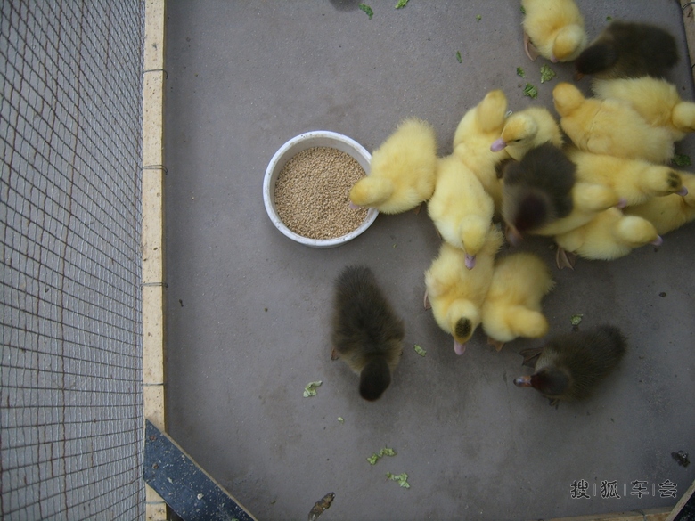 【安车百川】买了几只小鸳鸯鸭