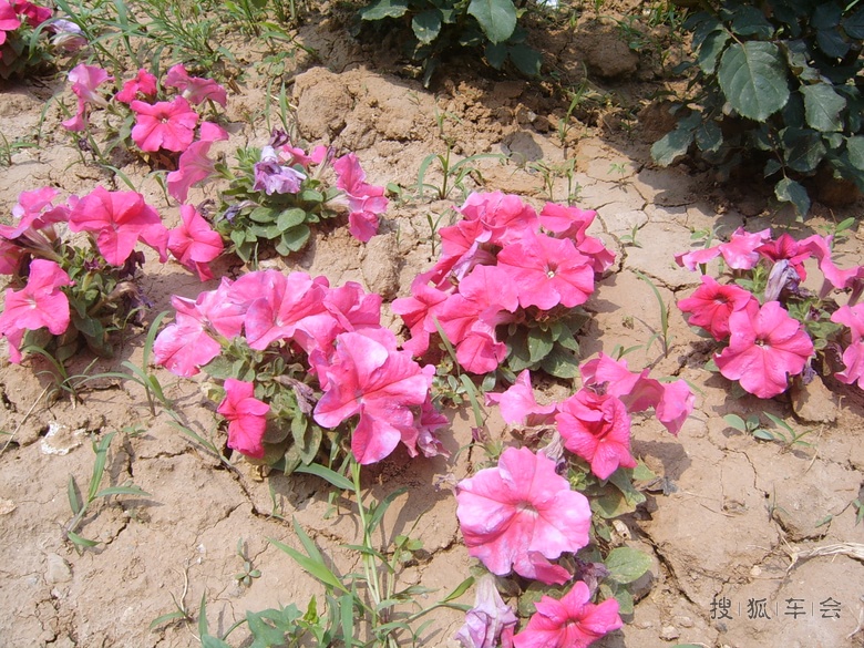 [安阳百川]社区绿化队种的花_安阳车友会_搜狐