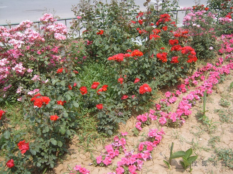 [安阳百川]社区绿化队种的花