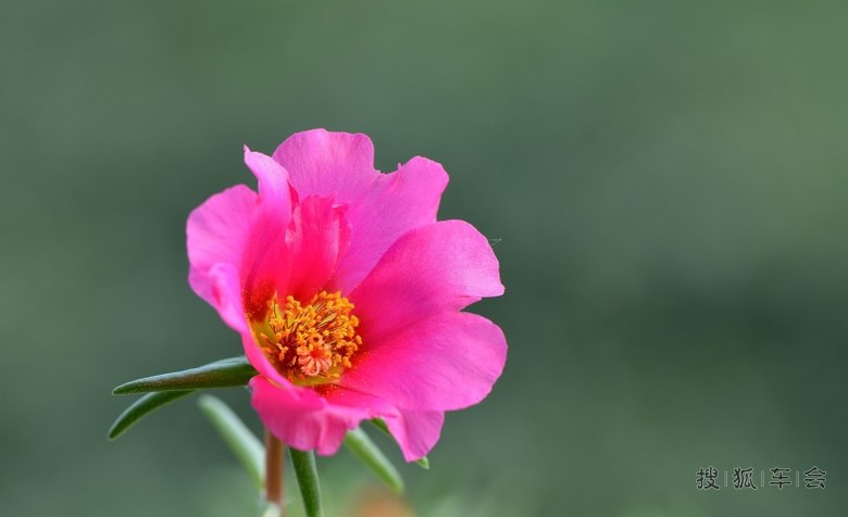 金丝杜鹃_乐风-乐友队