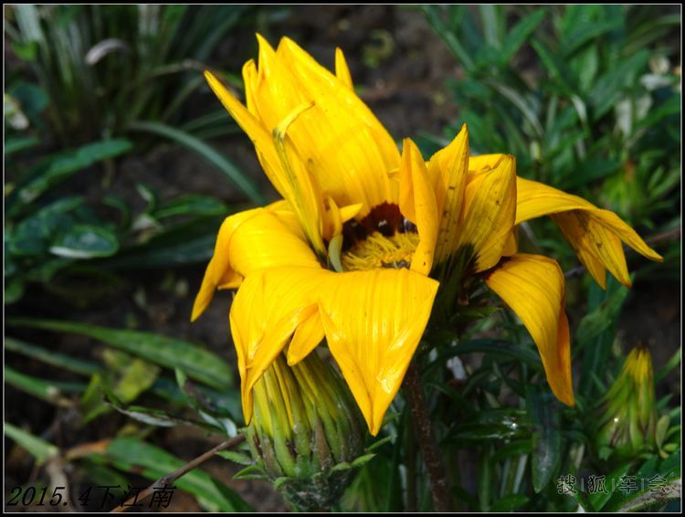 【烟花三月下江南】鲜花盛开的季节