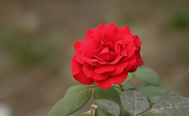 【安阳百川】夏天花卉-月季花