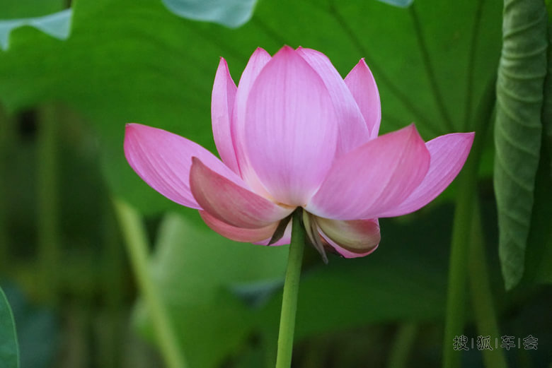 贴图-荷花_吉利英伦汽车俱乐部