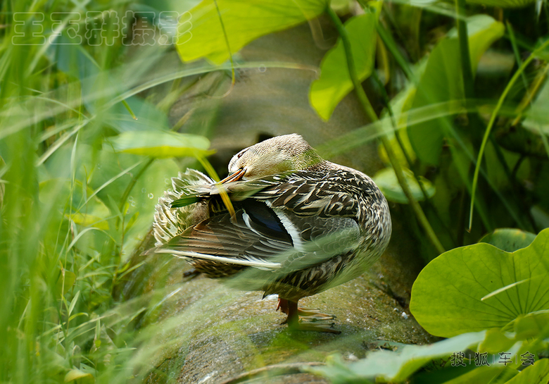 荷塘里的野鸭子