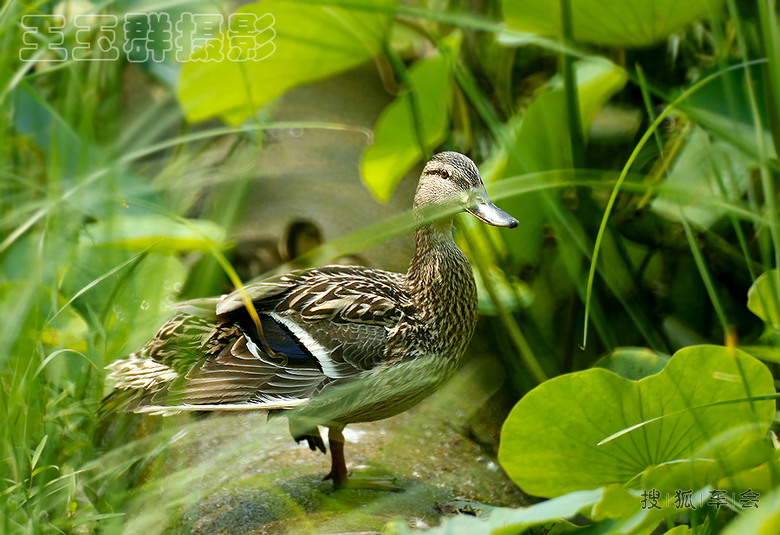荷塘里的野鸭子
