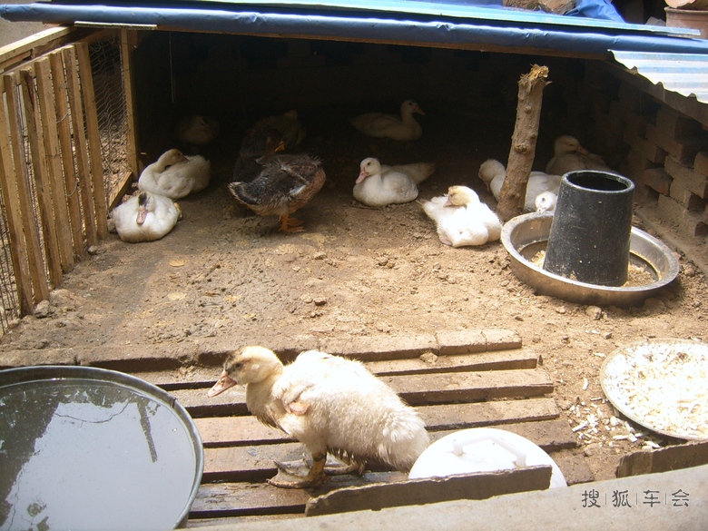 饲养了四十八天的鸳鸯鸭