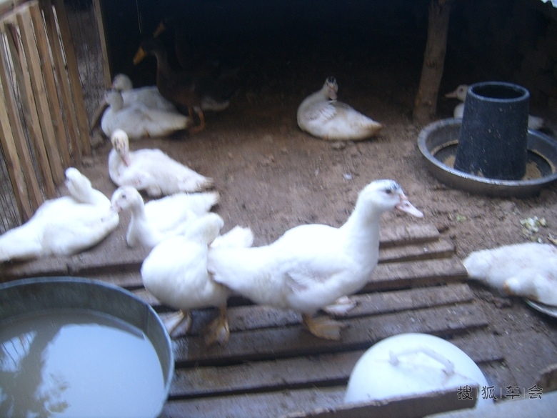 饲养了四十八天的鸳鸯鸭