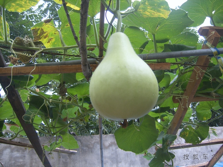 俺种的葫芦结果了