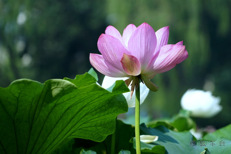 比亚迪2015年打卡