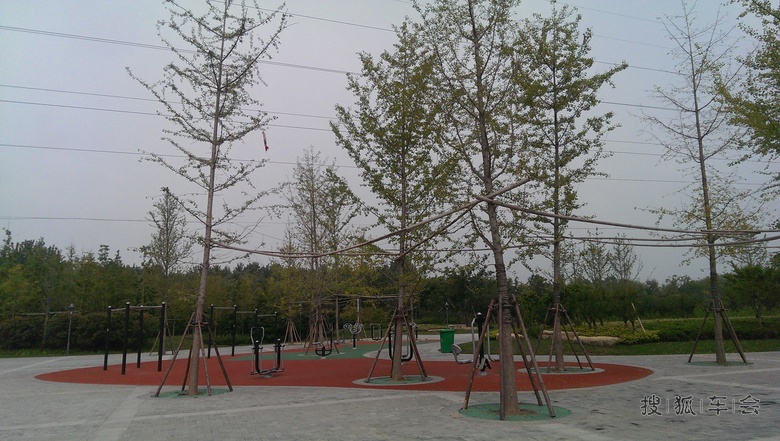 邳州沙沟湖水杉公园