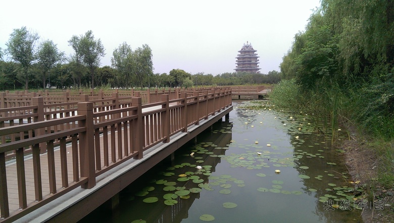 邳州沙沟湖水杉公园_帕萨特-帕盟