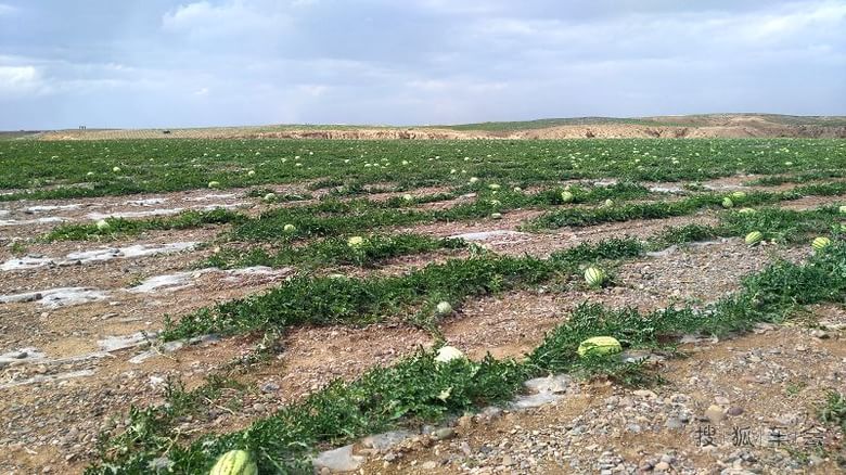 大美青海自驾游(二)沙海绿舟