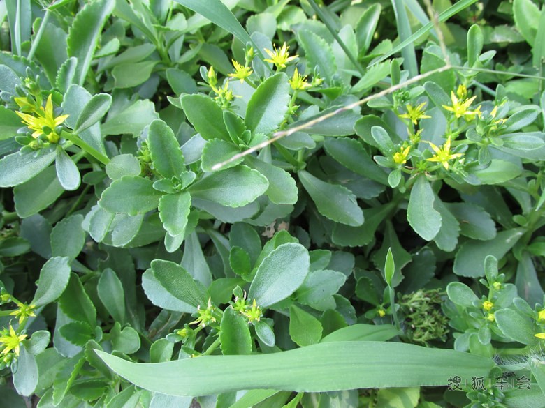 蚊子草_欧蓝德车友会_搜狐车友会