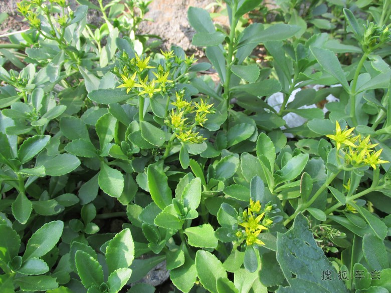 蚊子草_欧蓝德车友会_搜狐车友会