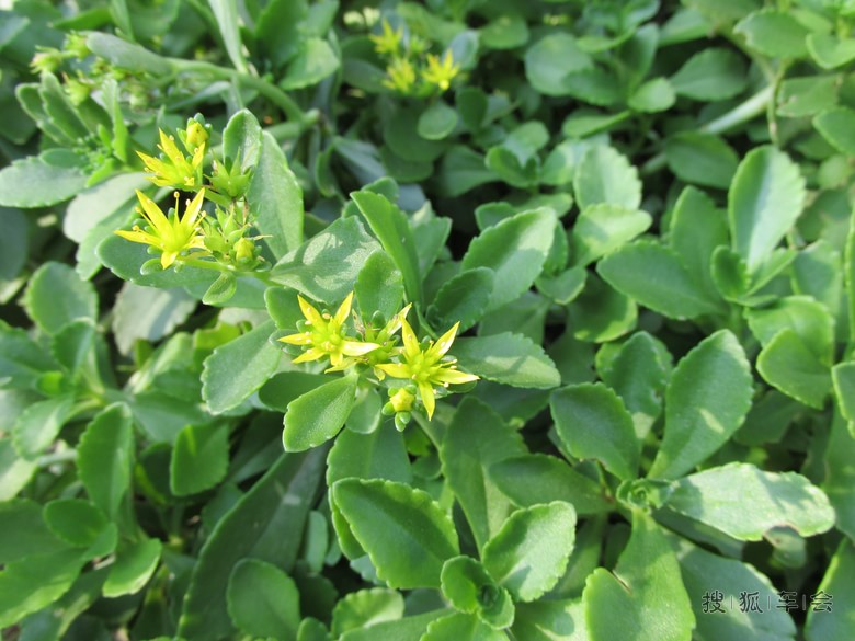 【安阳百川】蚊子草_安阳车友会_搜狐车友会