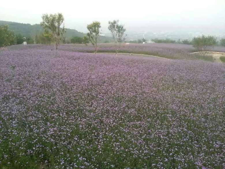 苏家坨镇紫云台香草园开园啦!