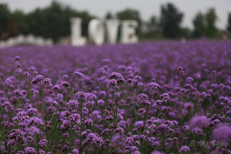 苏家坨镇紫云台香草园开园啦!