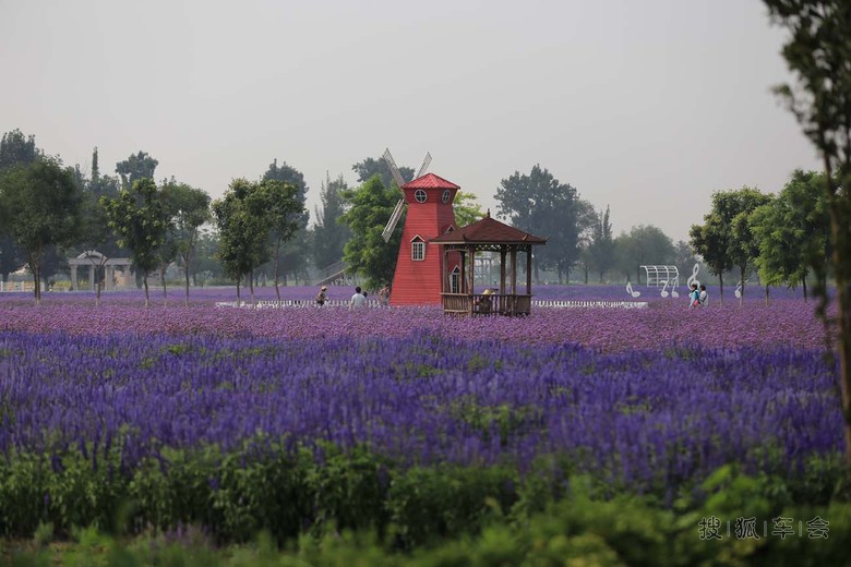 苏家坨镇紫云台香草园开园啦!