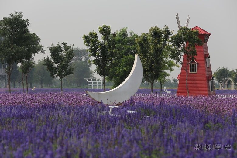 苏家坨镇紫云台香草园开园啦!