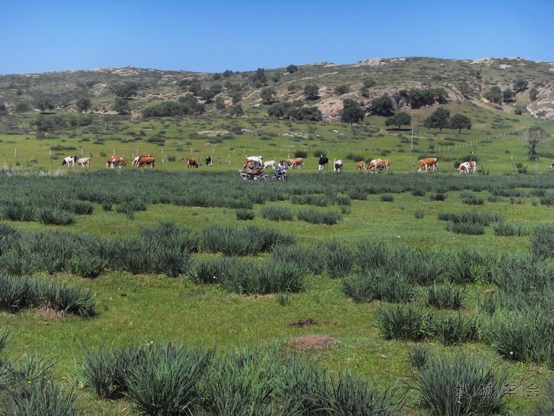 【安阳百川】 草原风情